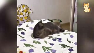 You Can’t Stop Laughing At These Cats 2
