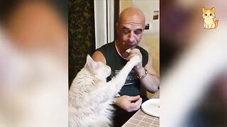 Hilarious Cat Chaos