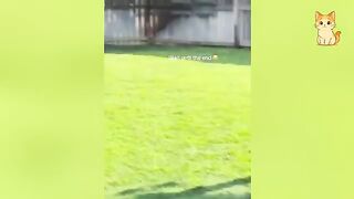Cats Causing Chaos 5