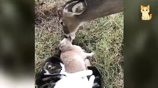 Hilarious Encounters Between Cats And Animals 2
