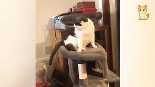 Hilarious Cat Moments