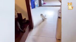 Cats & Wild Animals