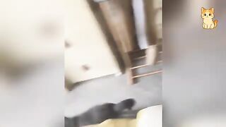 Best Cat Moments of the Year