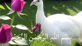 QURAN TELAWYET