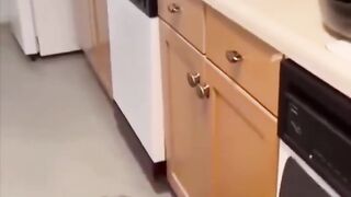 Very funny! Chihuahua against everyone!!!