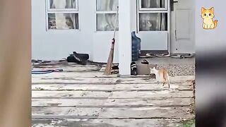 Cats Causing Total Chaos