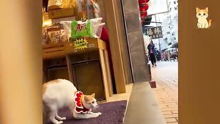 FUNNY Cats Going Crazy 2