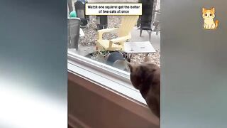 Crazy Cats vs Wild Animals 8