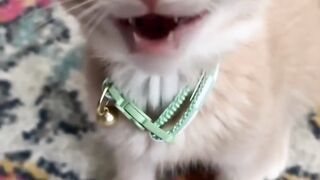 cats love 2