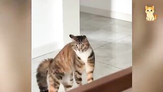 Cats Really Use 100% of Their Brains 3