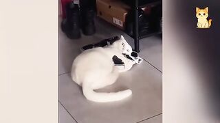 Laugh Until You Cry With The Funniest Animal Videos Ever