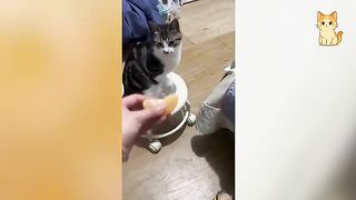 Cats and Their Ultimate Chaos Moments