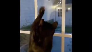 Cats and Other Animals in Total Chaos