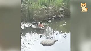 Crazy Cats vs Wild Animals 9