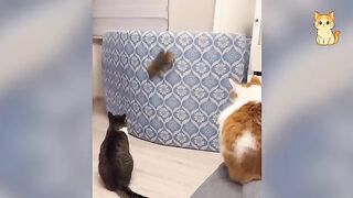 Top Funniest Cat