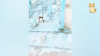 Hilarious Video Compilation Cats & Wild Animals
