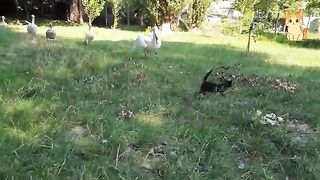 Unexpected and Hilarious Moments of Cats & Wild Animals