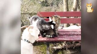 Cats Causing Total Chaos 3