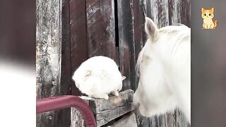 Funny Cats Causing Chaos