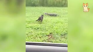 Epic Encounters Between Cats & Wild Animals