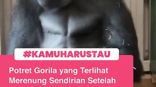 gorila bernama Kiyomasa