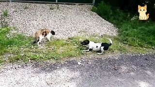 Crazy Cats vs Wild Animals 10