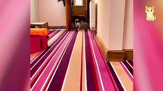 These Funny and Cute Cats Are Too Real