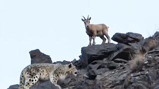 Macan vs domba