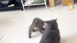 Hilarious & Funny Cat Reactions