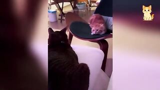 Funny Video About Cute Cats