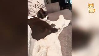A Collection of Hilarious Cat Jokes