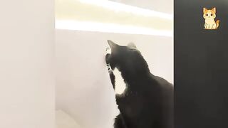 Try Not To Laugh 8