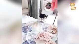 The funniest cat video you'll see today