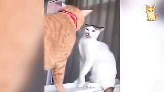 Hilarious and adorable cat moments that will make you laugh out loud