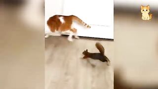 101 Hilarious Cat & Animal Reactions