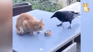 Funniest Cat and Animal Encounters