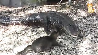 Hilarious Cat & Animal Encounters