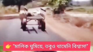 ???? মালিককে ছেড়ে যায়নি গরু!
