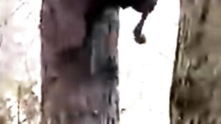Animals That Picked The Wrong Fight #animals #wildlife #blackbear #dog #comododragon #wildhog