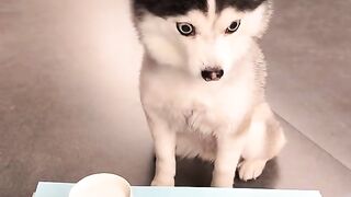 #Poor dog