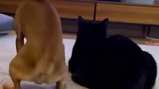 Dog dancing 6