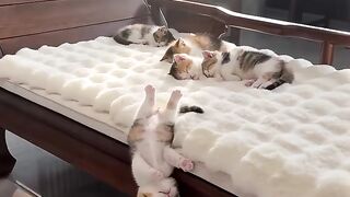 Cutest 6
