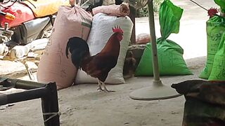 Chicken with baby eating wheat