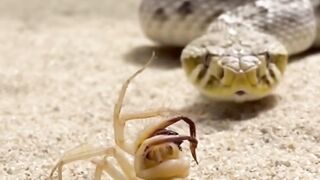 A snake and the Camer Spider