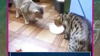 awalnya rebutan