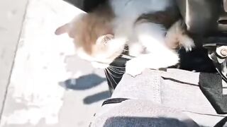 kucing nya ngikut terusss