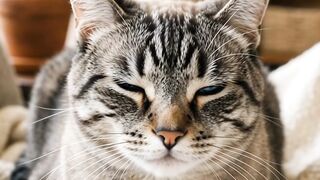 Beautiful cat 20