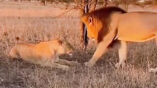 #Lion #KingOfTheJungle #BigCat #Wildlife #Nature #LionKing 3