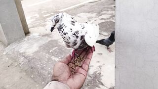 Hand tamed pigeon