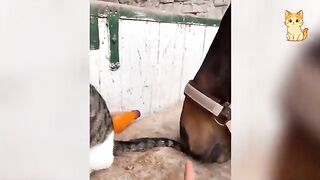 Funny Cat Moments 3